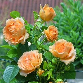 Фрегат